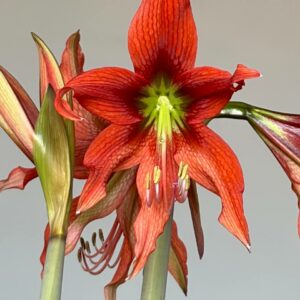 Alternative view of Hippeastrum APYn1 - 1 bulb.