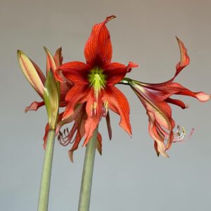 Hippeastrum APYn1 - 1 bulb.