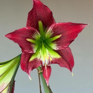 Hippeastrum Papilio X Mandonii n1 - 1 bulb.