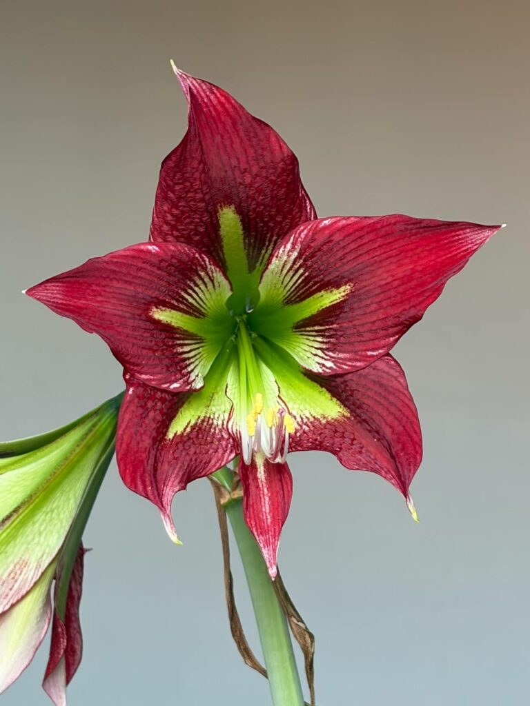 Hippeastrum Papilio X Mandonii n1 - 1 bulb.