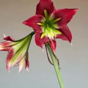 Alternative view of Hippeastrum Papilio X Mandonii n1 - 1 bulb.