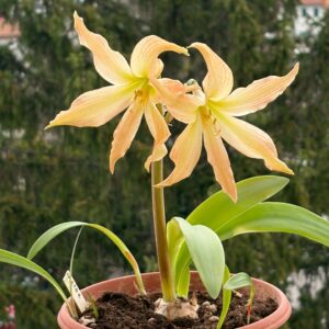 Alternative view of Hippeastrum Evansiarum - 1 bulb. Evansiae.