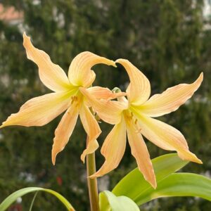 Hippeastrum Evansiarum - 1 bulb. Evansiae.