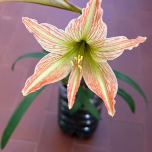 Alternative view of Hippeastrum Hybrid EI-1 - 1 bulb.