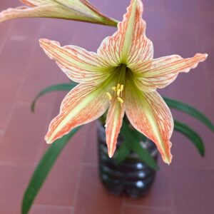 Hippeastrum Hybrid EI-1 - 1 bulb.
