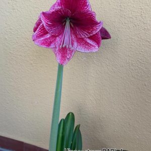 Alternative view of Hippeastrum DARL-1 - 1 bulb. Variegated.