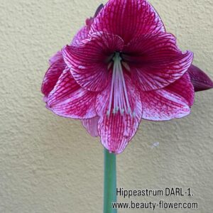 Alternative view of Hippeastrum CARL x DARL Variegated-1- 10 seeds.