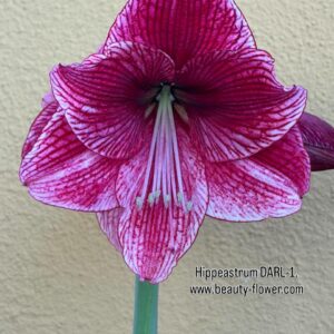 Hippeastrum DARL-1 - 1 bulb. Variegated.