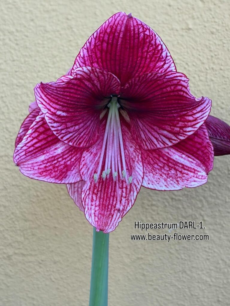 Hippeastrum CARL x DARL Variegated-1- 10 seeds.