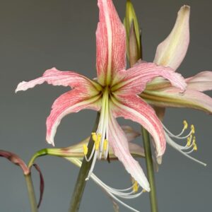 Alternative view of Hippeastrum hybrid RTYn1 - 1 bulb.