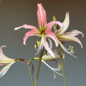 Hippeastrum hybrid RTYn1 - 1 bulb.