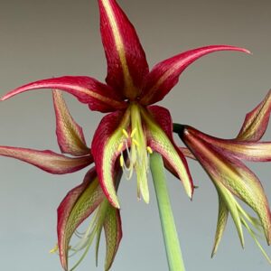 Alternative view of Hippeastrum CM N1- 1 Bulb.