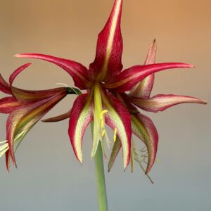 Hippeastrum CM N1- 1 Bulb.