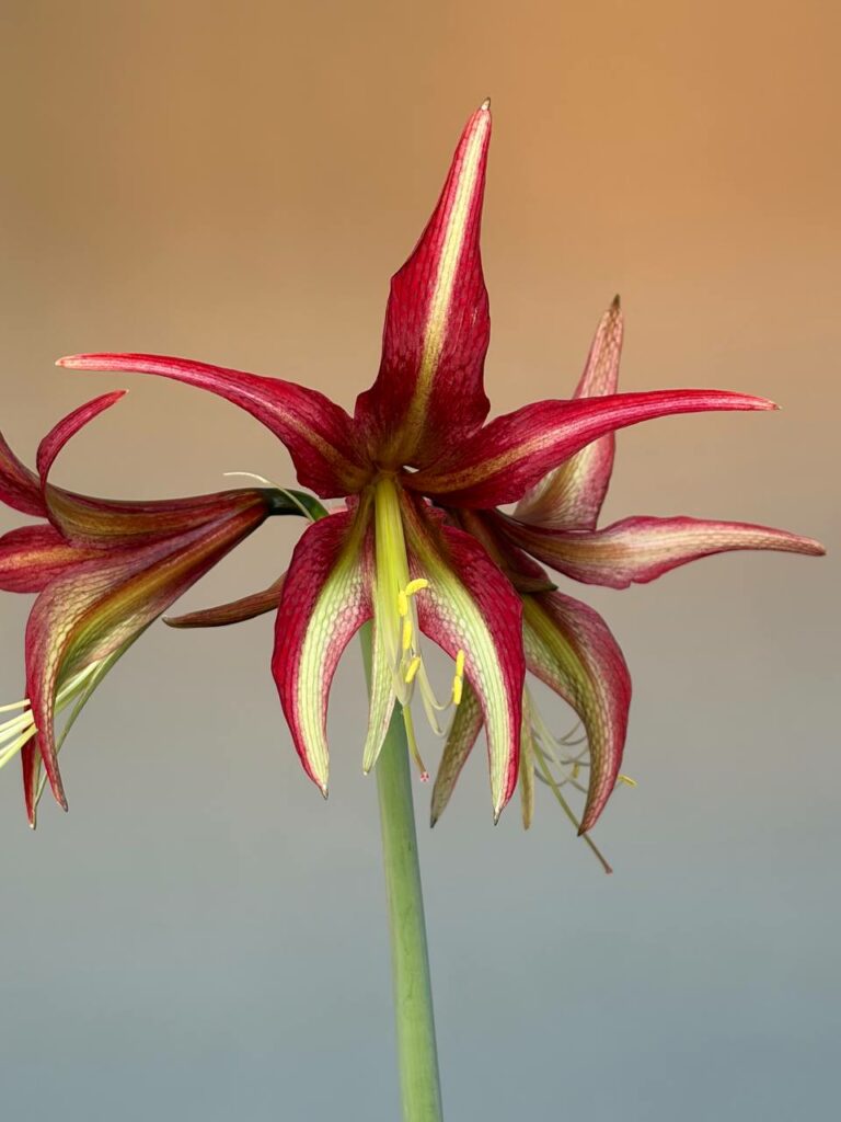 Hippeastrum CM N1- 1 Bulb.