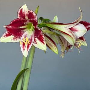 Alternative view of Hippeastrum Dragon - 1 bulb.