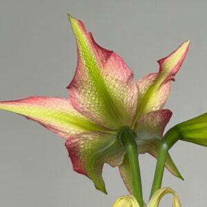 Alternative view of Hippeastrum ESTM-4 - 1 bulb.