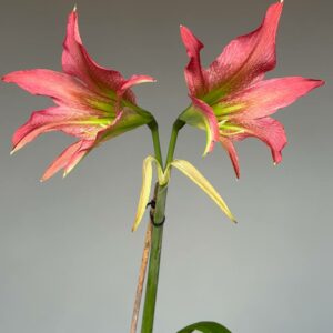 Hippeastrum ESTM-4 - 1 bulb.