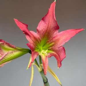 Hippeastrum  ESTM-3 x tweedianum    - 5 seeds.