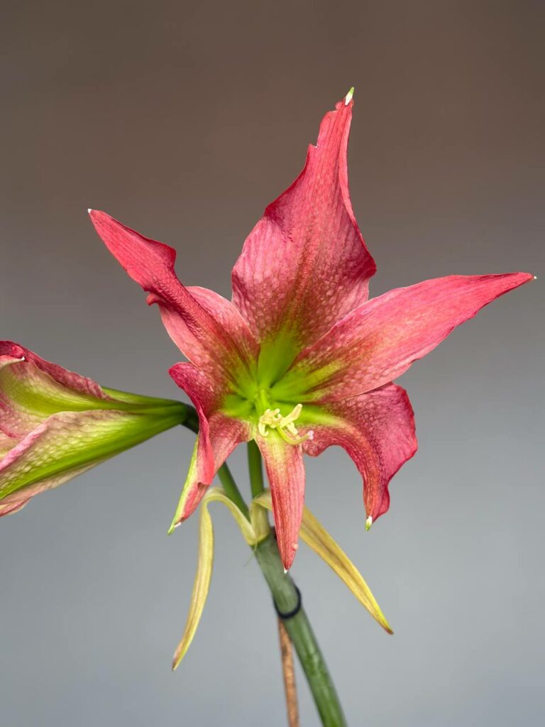 Hippeastrum  ESTM-3 x tweedianum    - 5 seeds.