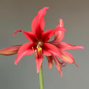 Alternative view of Hippeastrum 1828Y-1 - 1 bulb.