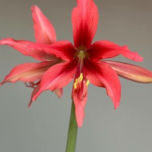 Hippeastrum 1828Y-1 - 1 bulb.