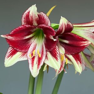 Alternative view of Hippeastrum RDS x Dragon   - 10 seeds.