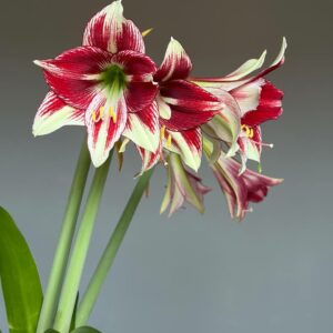Hippeastrum Dragon - 1 bulb.