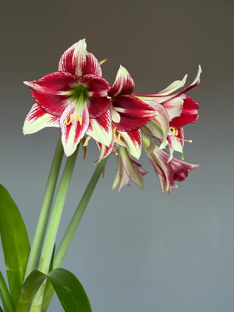 Hippeastrum Dragon x Bukasovii - 5 seeds.