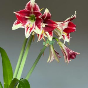 Alternative view of Hippeastrum Dragon x ARL Variegated - 5 seeds.