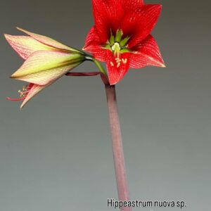 Alternative view of Hippeastrum nova specie - 1 bulb.