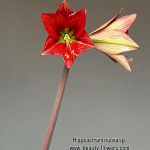 Hippeastrum nova specie - 1 bulb.