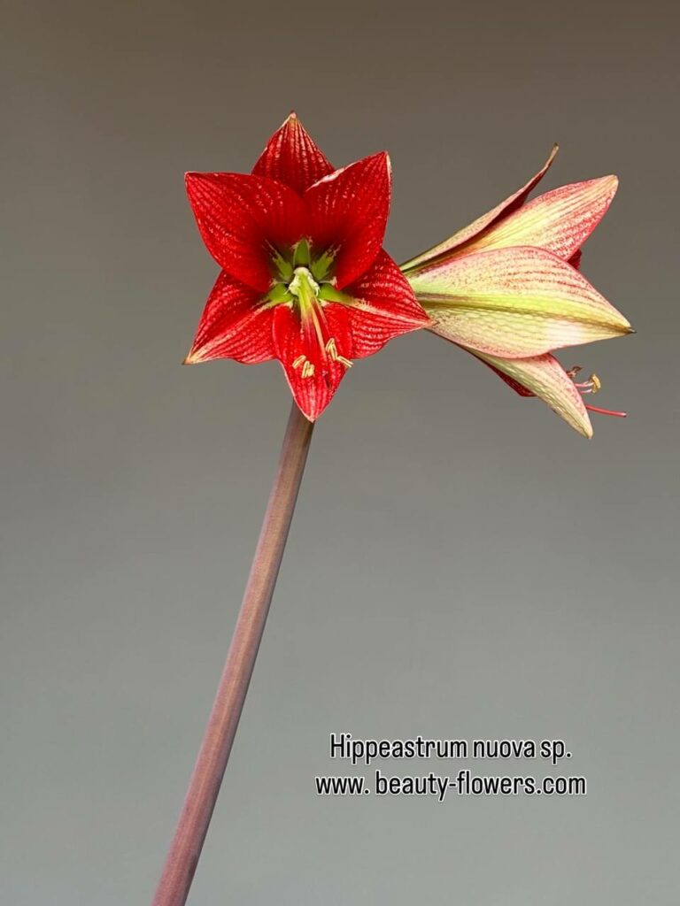 Hippeastrum  nova specie  - 1 bulb.