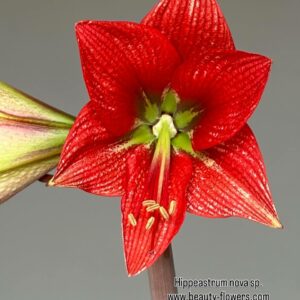 Alternative view of Hippeastrum nova specie - 1 bulb.
