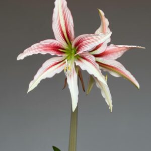 Alternative view of Hippeastrum PH16H-1 - 1 bulb.