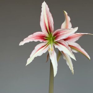 Hippeastrum PH16H-1 - 1 bulb.