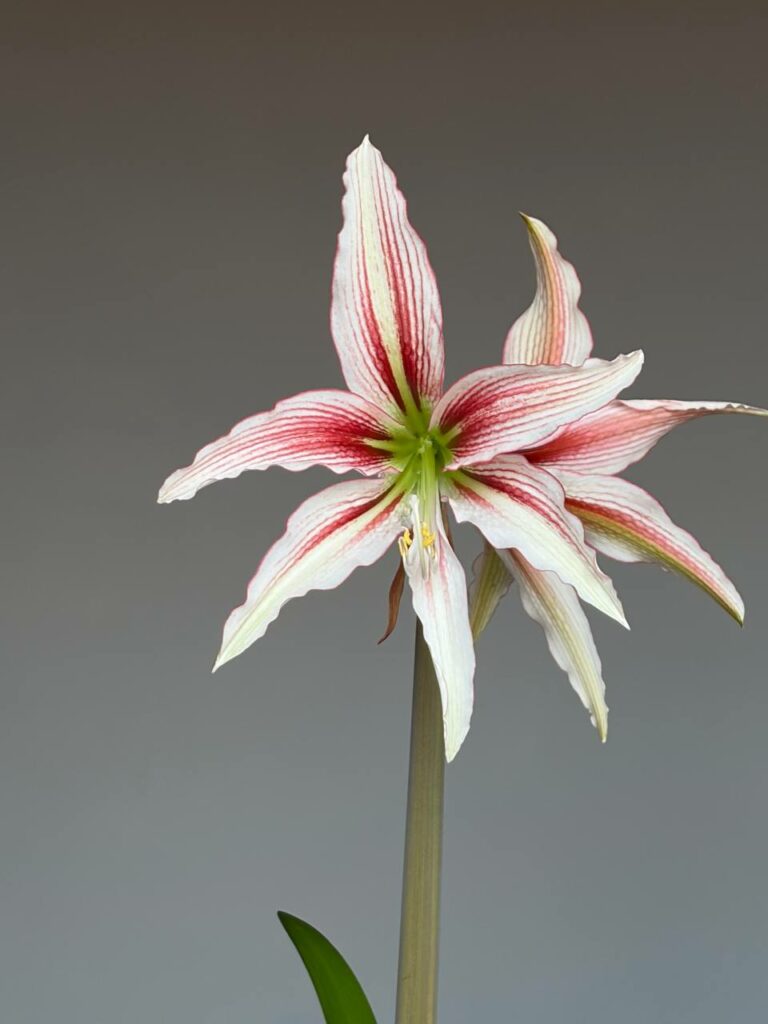 Hippeastrum PH16H-1 - 1 bulb.
