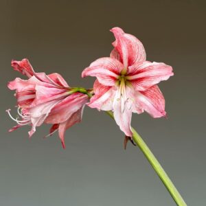 Hippeastrum CARL- 1 bulb.
