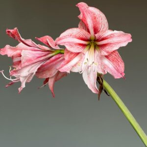 Alternative view of Hippeastrum CARL- 1 bulb.