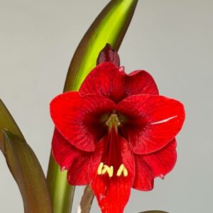 Hippeastrum sonatini #1851 reticulatum hybrid - 1 bulb.