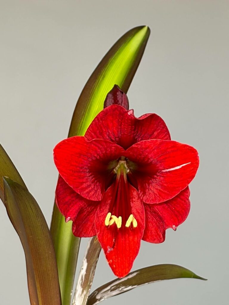 Hippeastrum sonatini #1851 reticulatum hybrid - 1 bulb.