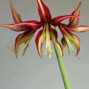 Hippeastrum CM N1- 1 Bulb.