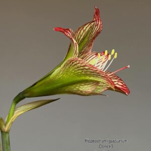 Hippeastrum iguazuanum 1 bulb.