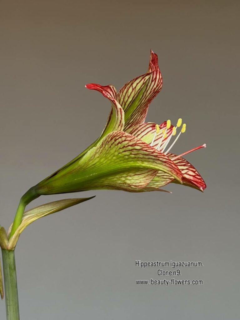 Hippeastrum iguazuanum 1 bulb.