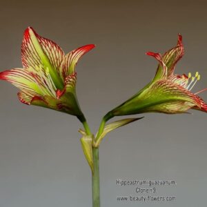 Alternative view of Hippeastrum iguazuanum 1 bulb.