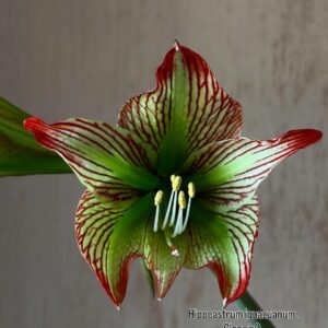 Hippeastrum iguazuanum 1 bulb.