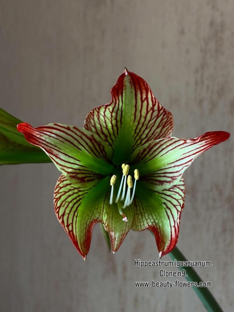 Hippeastrum iguazuanum 1 bulb.