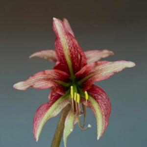 Alternative view of Hippeastrum iguazuanum hyb - 1 bulb.