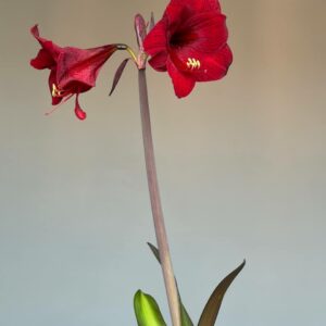 Alternative view of Hippeastrum sonatini Variegated x Red Symphony - 5 seeds.