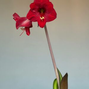 Hippeastrum sonatini #1833 reticulatum hybrid - 1 bulb.