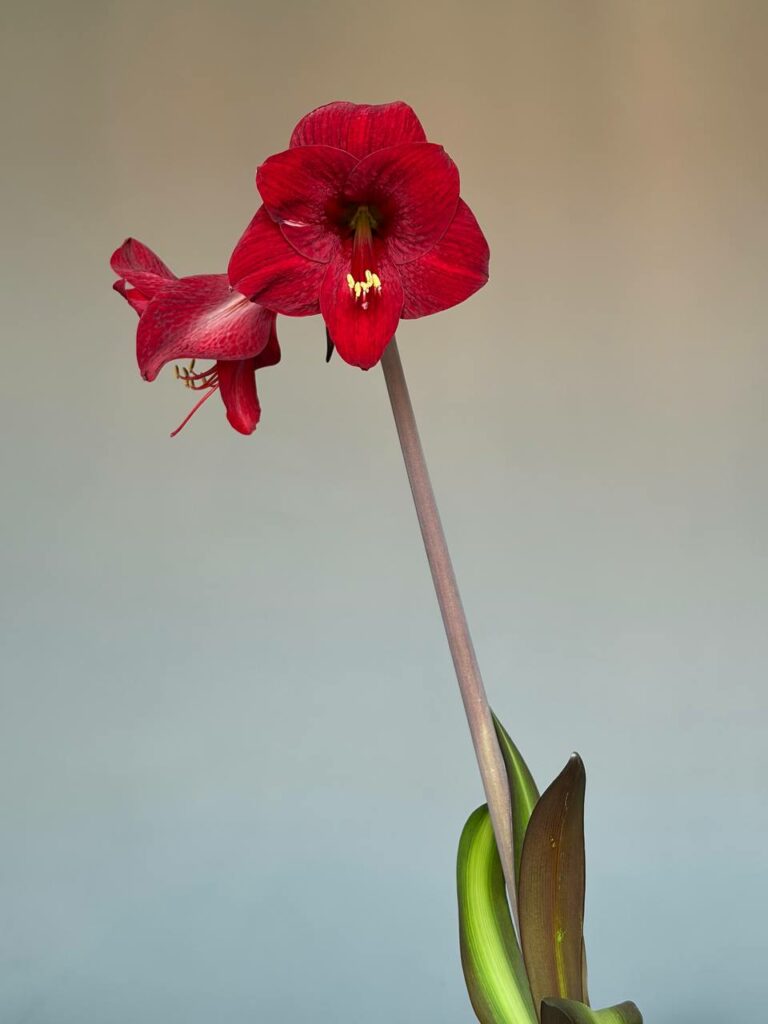 Hippeastrum sonatini #1833 reticulatum hybrid - 1 bulb.